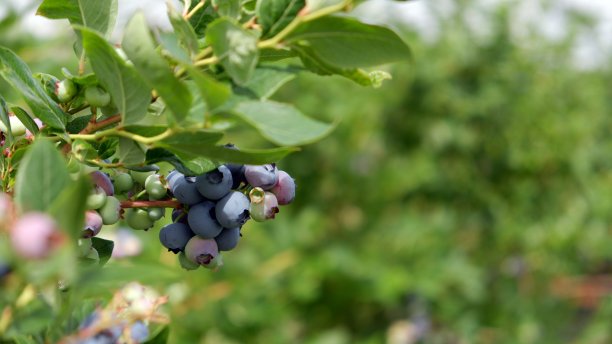 户外种植园里成熟和未成熟的蓝莓图片下载