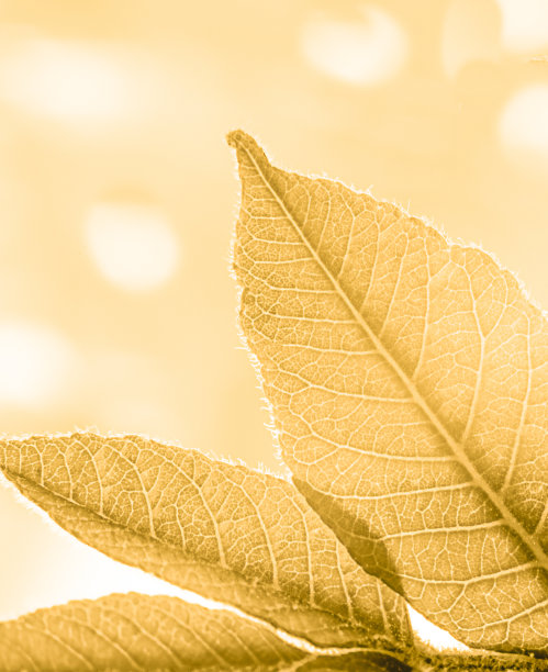 橙色叶子的垂直图像在一个软散焦背景与斑点图片下载