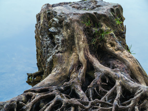 与根树桩图片下载