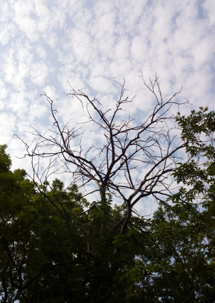 云里的树枝图片下载