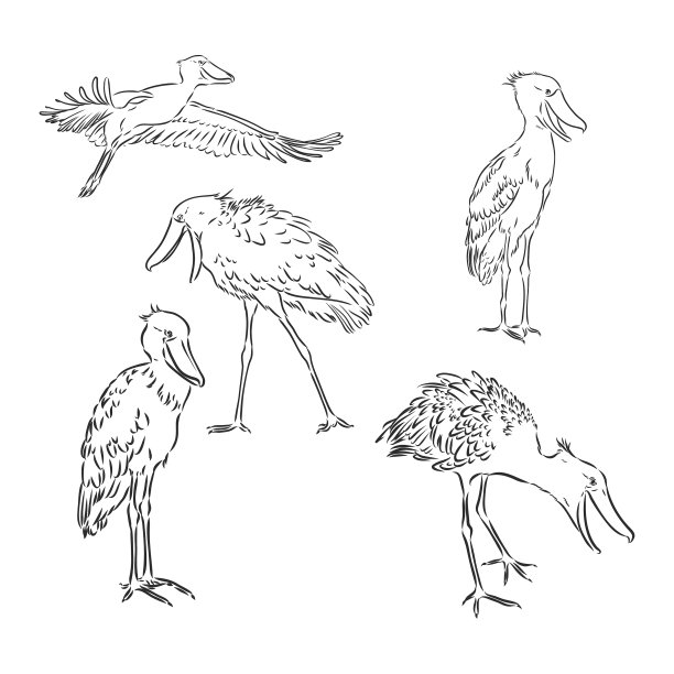 手绘素描风格的鞋单孤立上图片下载