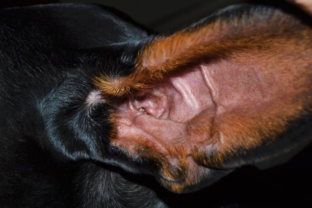 杜宾犬的耳朵图片下载