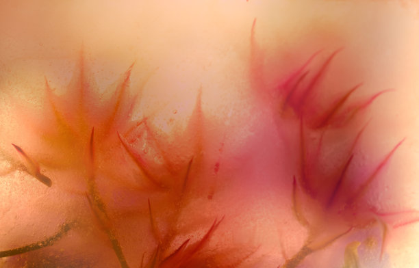 冰冻花的艺术图片下载