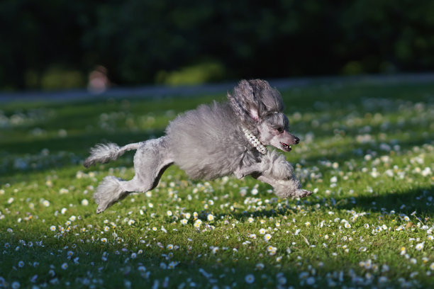 活跃的灰色玩具贵宾犬与一只斯堪的纳维亚狮子展示剪辑在夏季户外草地上快速奔跑图片下载