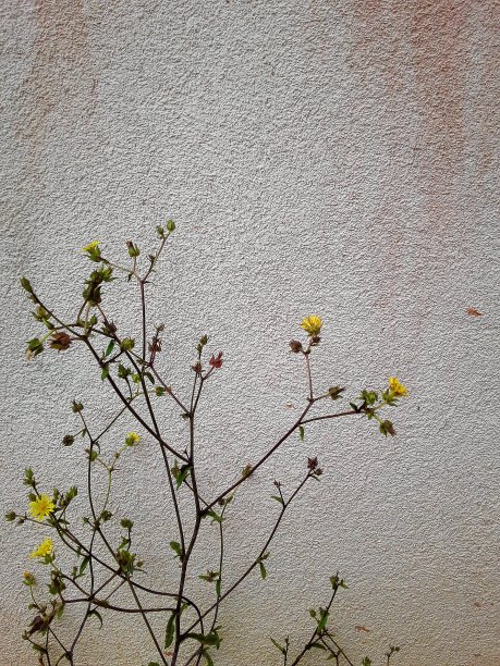 黄色的花图片下载