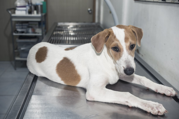 一只4个月大的小狗躺在兽医诊所的手术台上，等待检查、疫苗注射或测试。图片下载