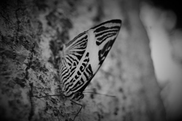 巴伊亚岛的黑白蝴蝶图片下载