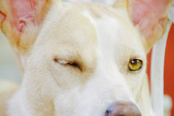 狗对着镜头眨眼图片下载