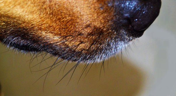 狗把嘴和鼻子合起来图片下载