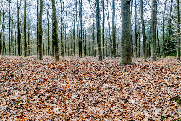 光秃秃的树上，地上长满了褐色的枯叶，春日阴云密布图片下载