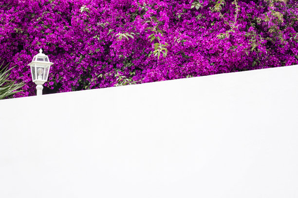 紫红色的花，白色的墙图片下载
