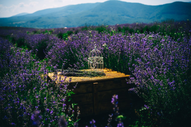 薰衣草田里空荡荡的鸟笼图片下载