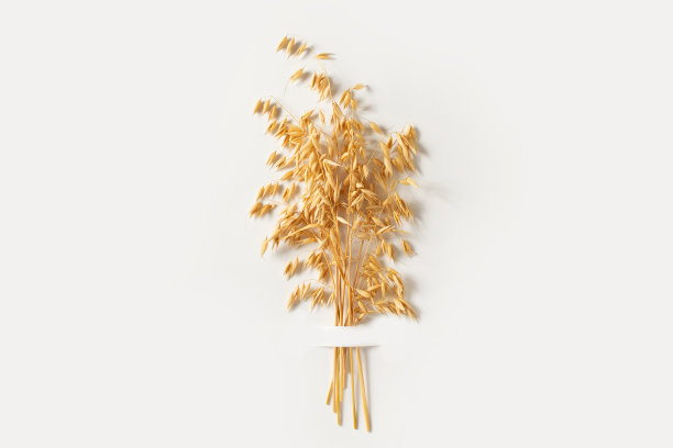 燕麦穗堆近在白色背景图片下载