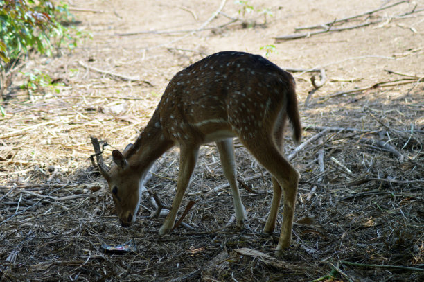 小鹿在白天寻找食物图片下载