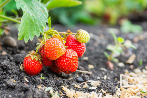 在园床上种植红草莓。有红色浆果和绿色叶子的草莓枝图片下载