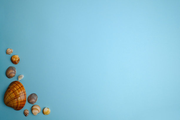 蓝色背景上的贝壳。图片下载