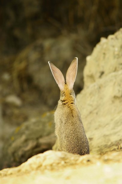 环境中的野生哺乳动物图片下载