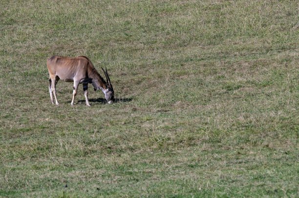 环境中的野生哺乳动物图片下载