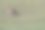 环境中的野生哺乳动物图片下载