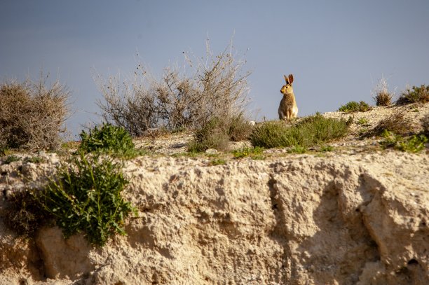 环境中的野生哺乳动物图片下载