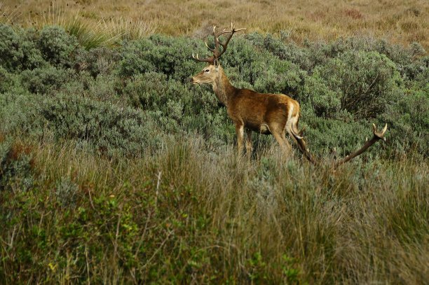 环境中的野生哺乳动物图片下载