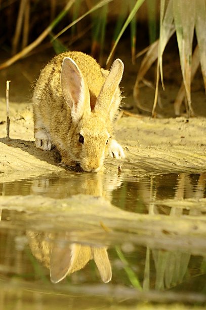 环境中的野生哺乳动物图片下载