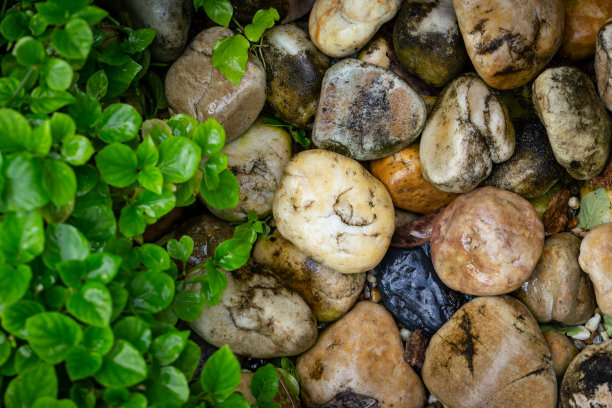 多色鹅卵石与新鲜的绿色叶子为背景。图片下载