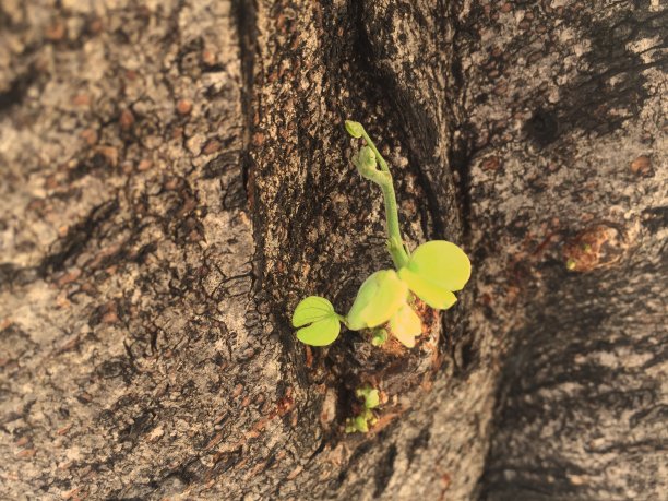 新的树枝从树干的中间长出来。图片下载