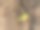 新的树枝从树干的中间长出来。图片下载