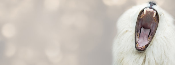咆哮的白狮子，张大的嘴巴和危险的牙齿，特写的孤立的头部在海报的边缘，抽象的设计背景与复制空间图片下载