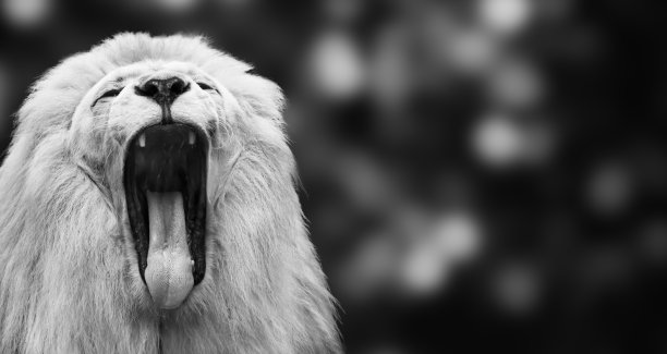 孤立的白色咆哮狮子在抽象的黑色背景，大猫作为一个强大的捕食者，近距离的头部图片下载