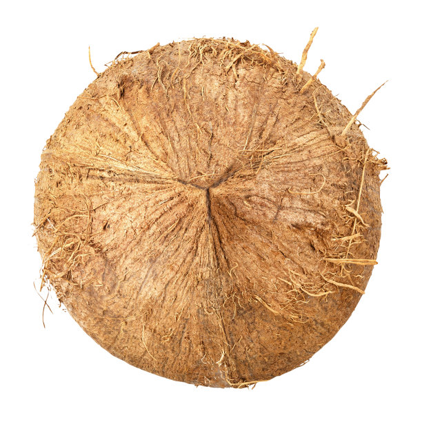 整个椰子，孤立在白色背景，全景深。文件包含剪切路径。设计元素。图片下载