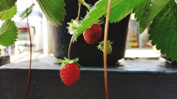 草莓和树根悬荡的树图片下载