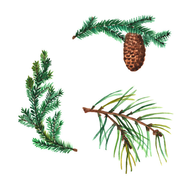 水彩剪纸冬季框架，一品红。灯笼，礼物，明信片。明信片是用云杉树枝和圆锥体手绘而成。图片下载