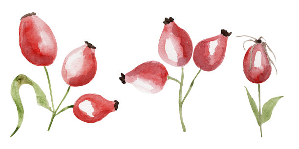 玫瑰水彩元素设置。图片下载