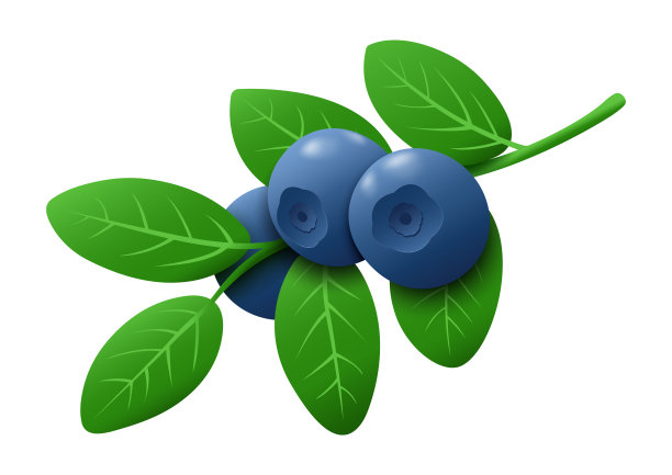 新鲜的蓝莓树枝孤立在白色的背景。成熟的蓝莓和树枝上的绿叶。健康的有机植物。矢量图图片下载