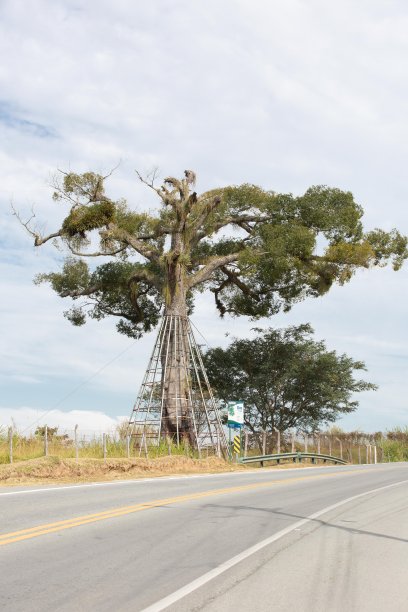 粉色Jequitibá树图片下载