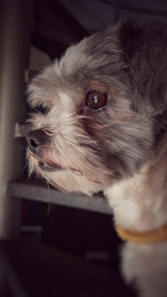 摄影的狗图片下载