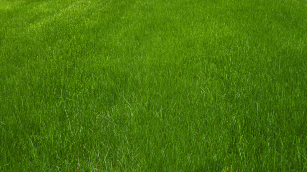 绿草平坦的背景。原汁原味的绿草草坪平铺背景图片下载