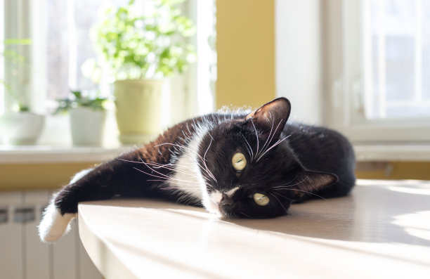 放松的黑白猫躺在靠近窗户的温室植物的桌子上，晒太阳，看着相机。图片下载