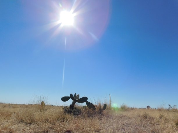 丛林中的巴巴里无花果树图片下载