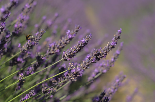 夏日阳光明媚的薰衣草田图片下载