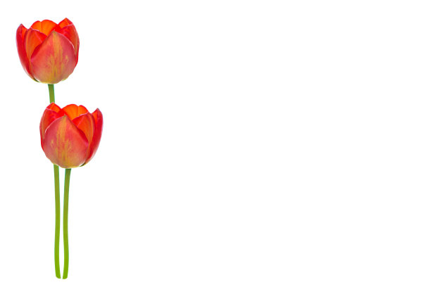 花郁金香孤立在白色背景图片下载