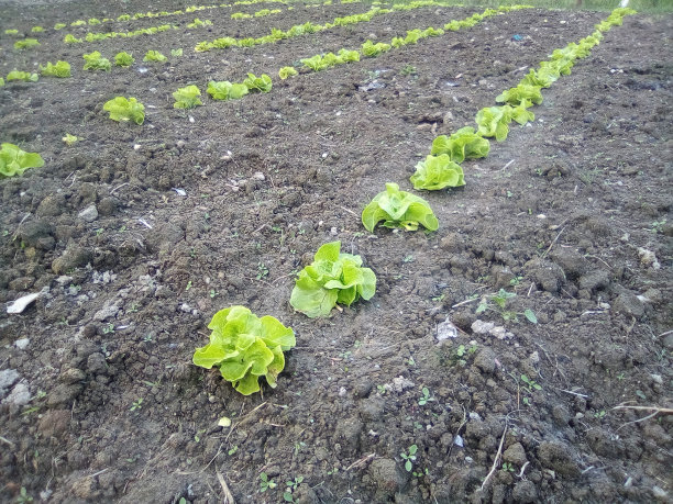 农场里的蔬菜沙拉图片下载