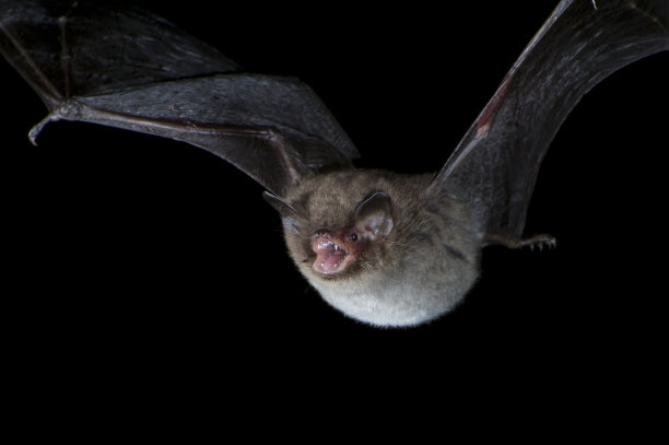 这是道本顿一家晚上捕猎蝙蝠的特写照片图片下载