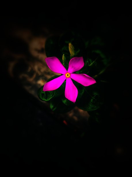 小长春花图片下载