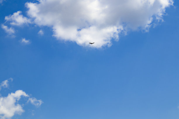 非常蓝的天空和毛茸茸的云在顶部和右侧和大鸟飞行在他们的前面-好的背景或复制图片下载