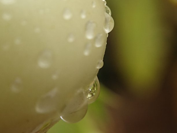 水果上的露水图片下载