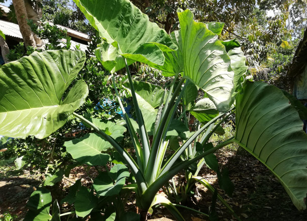 芋头植物或象耳植物生长在花园里图片下载
