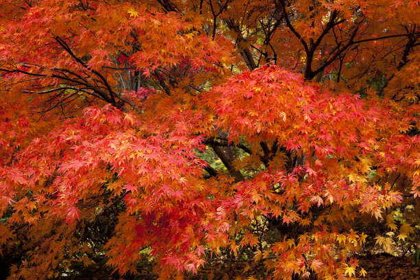 美丽的橙色日本枫叶的特写图片下载